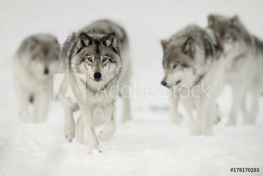 Picture of Wolf Pack on the Hunt